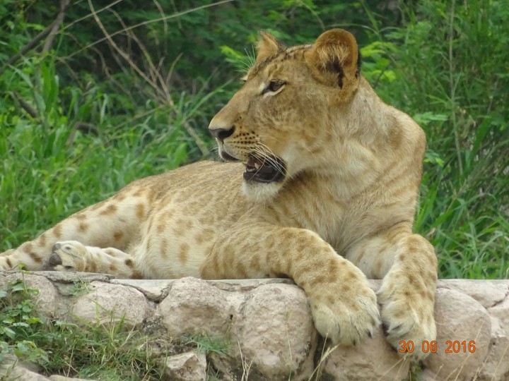 Lion (Cub)
