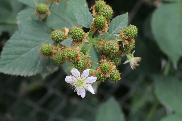 berry