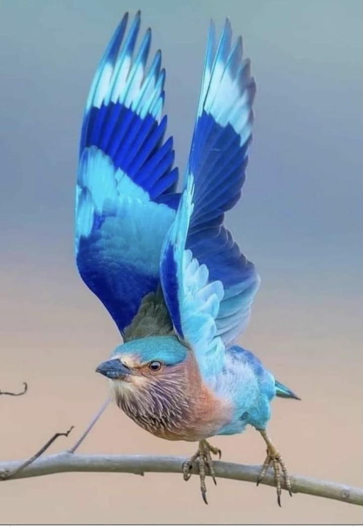 ●•°`°•●•°`°•●