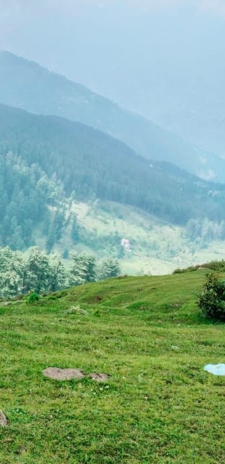 тапети plant, landscape