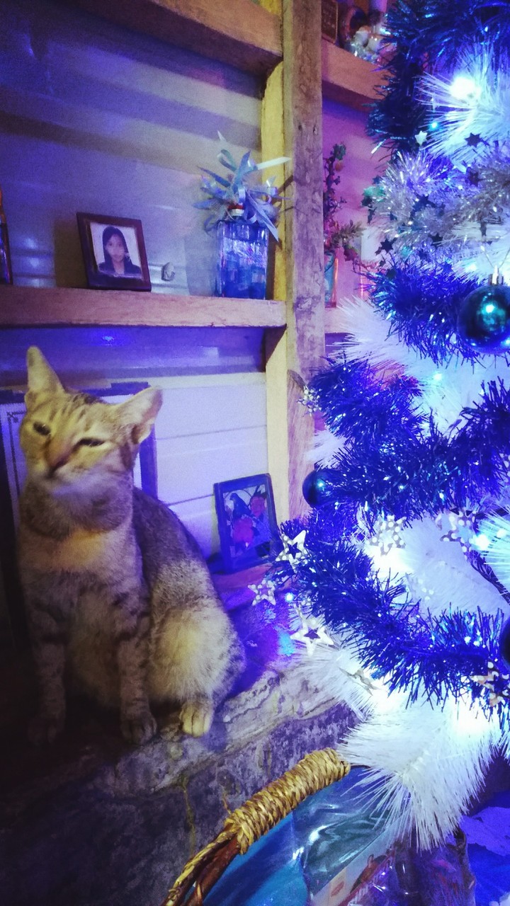 My Noisy on a Christmas Tree