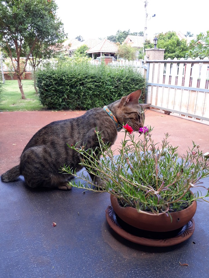 my meaw^^