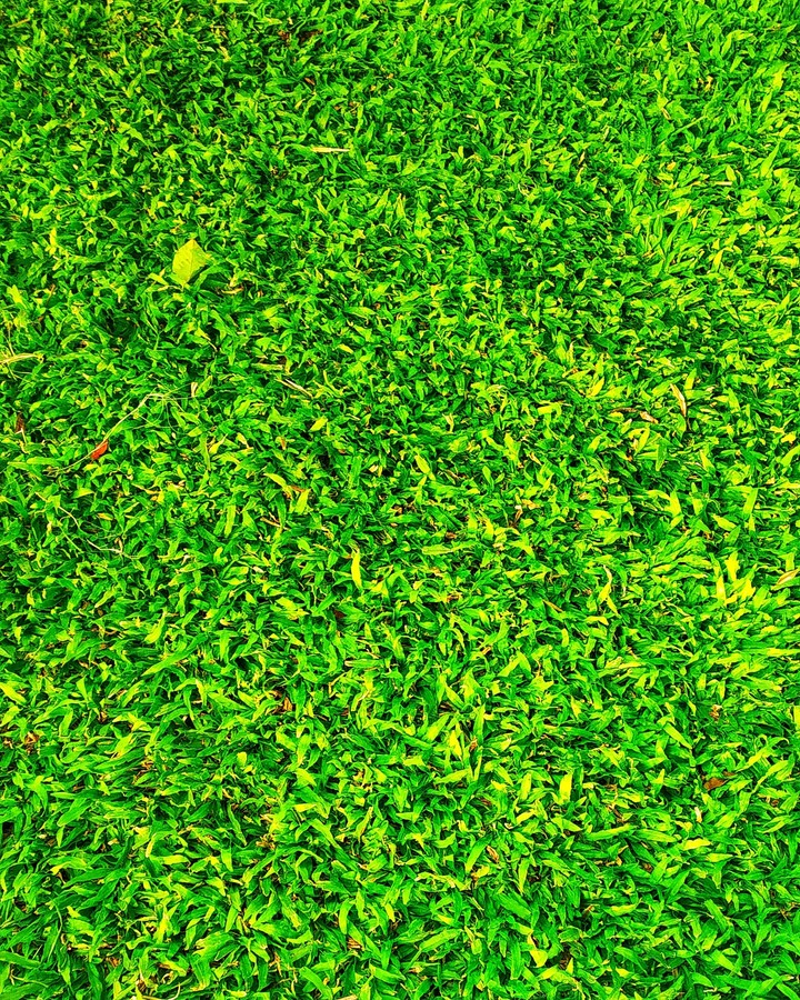 green grass