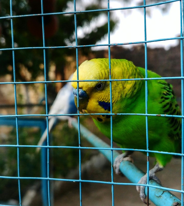 ma bird