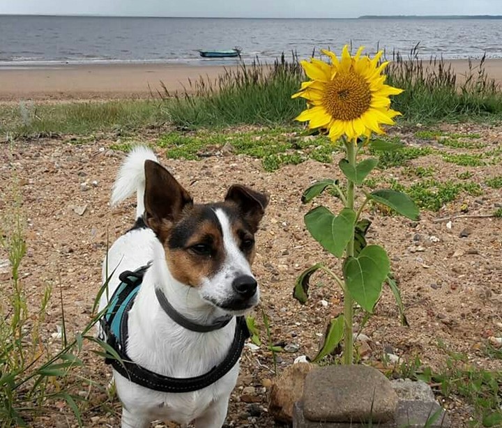 Am Strand in Dänemark