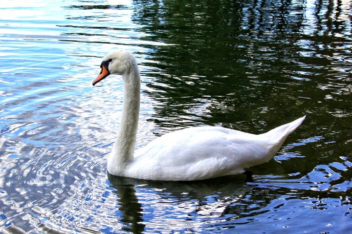Swan Lake