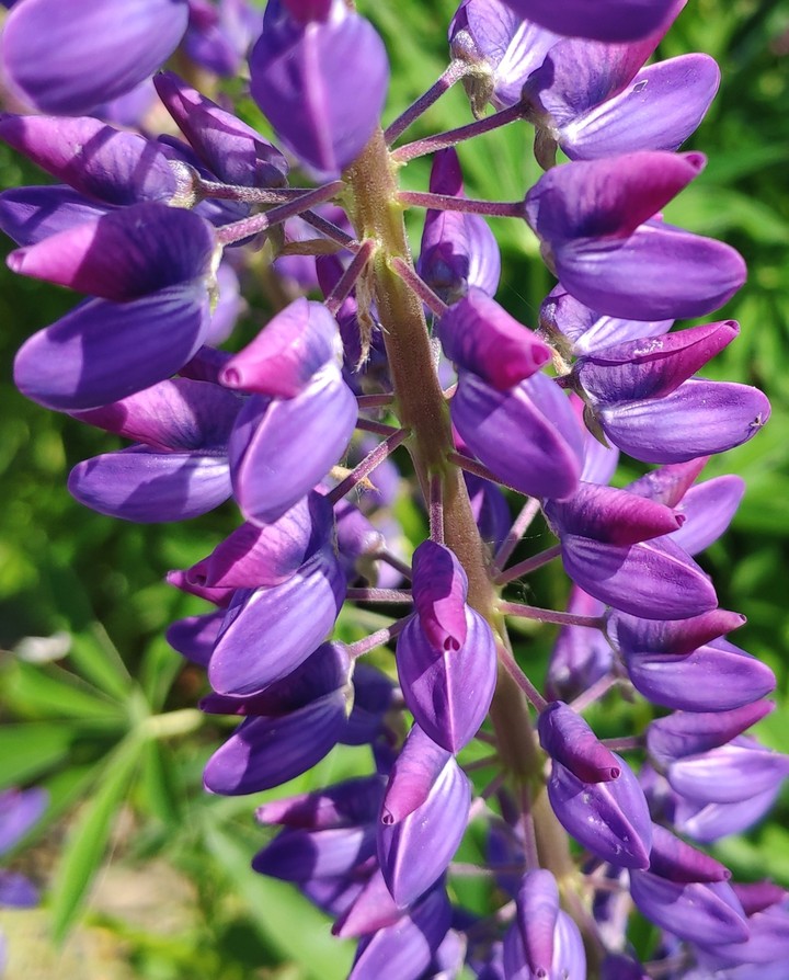 Lupine Purple
