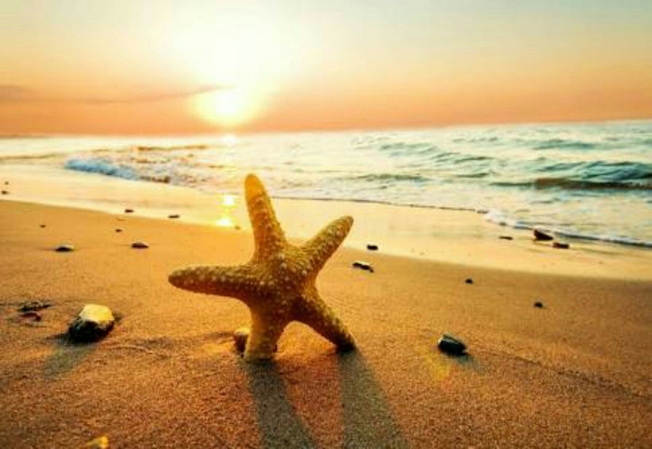 Starfish walking at the beach.