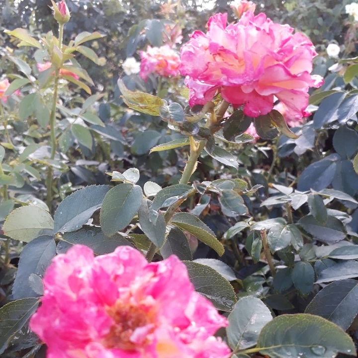 rose