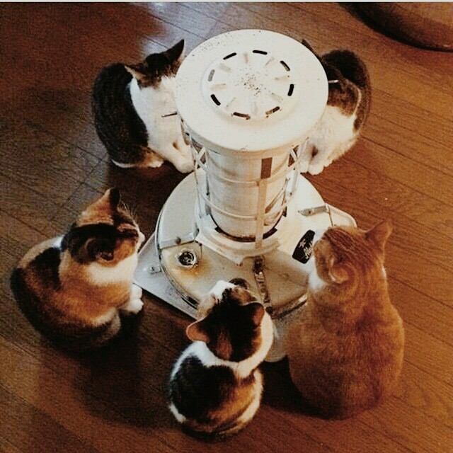 پیشی