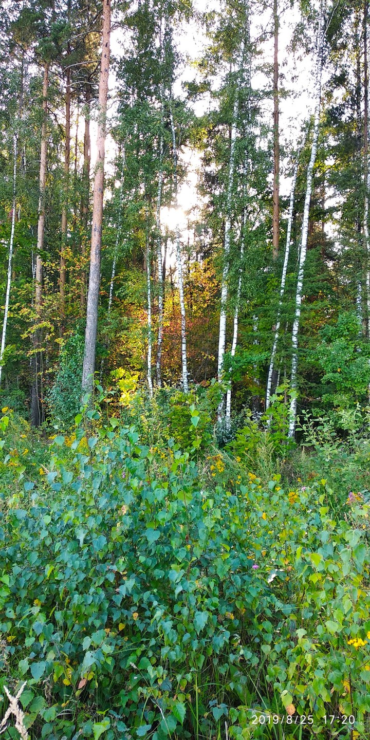 Первые краски осени.