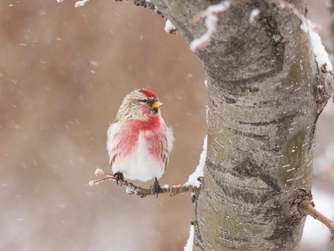 snowfall & bird