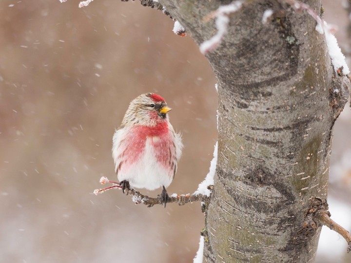 snowfall & bird