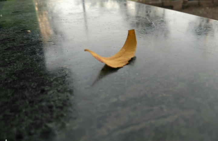Leaf