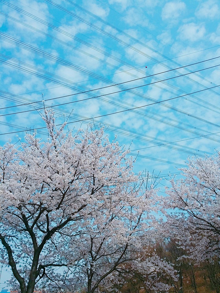 봄봄봄