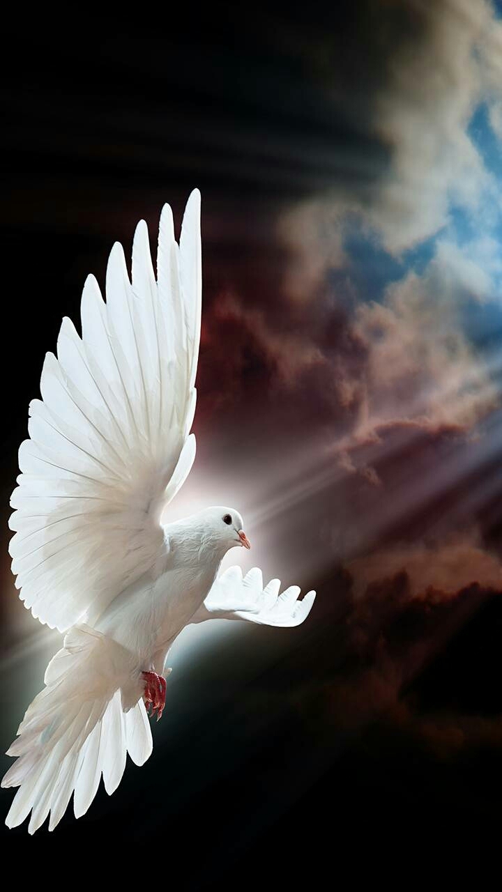 White dove