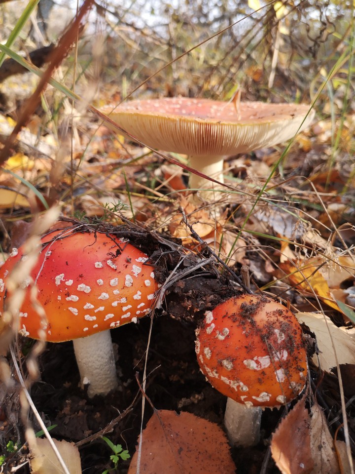 red mushroom's in the forest, autumn