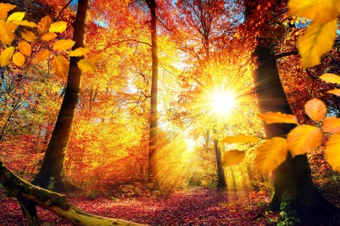 nature, autumn duvar kağıtları