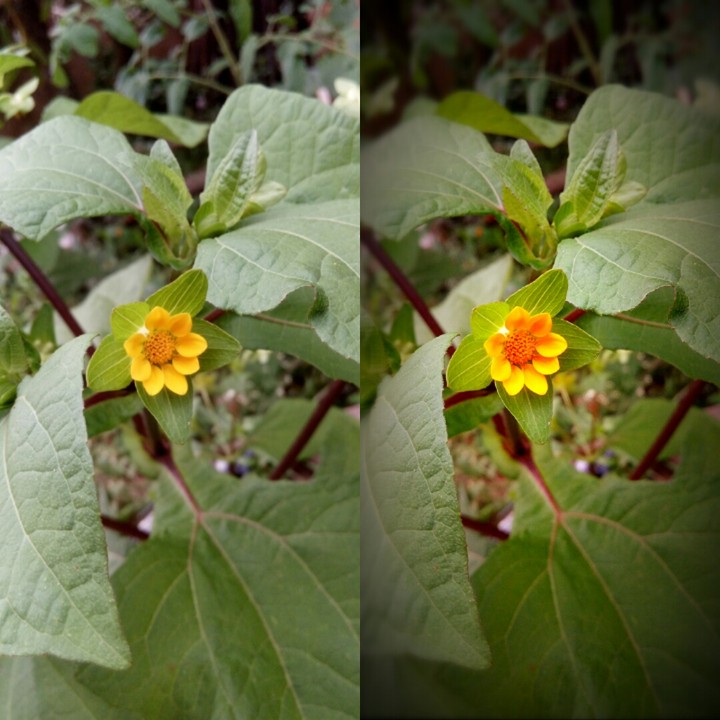 Natureza, bela como ela é...