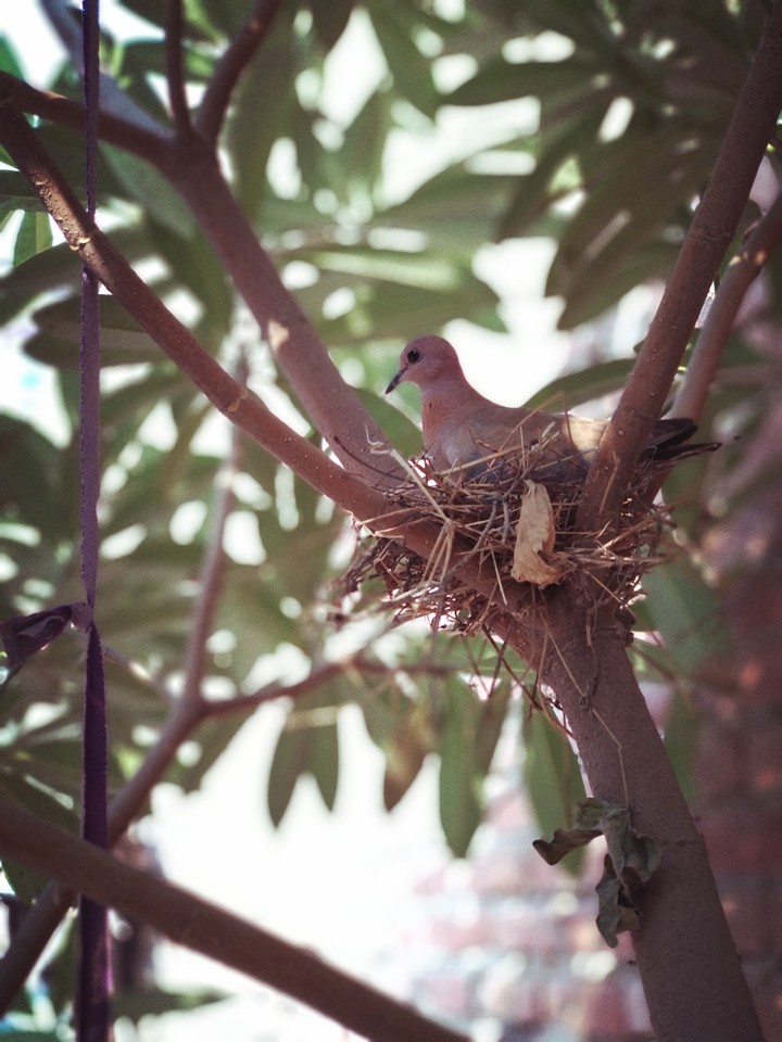 spring