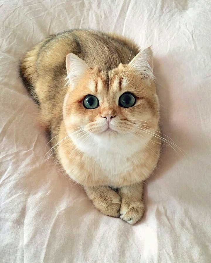 #Cat❤