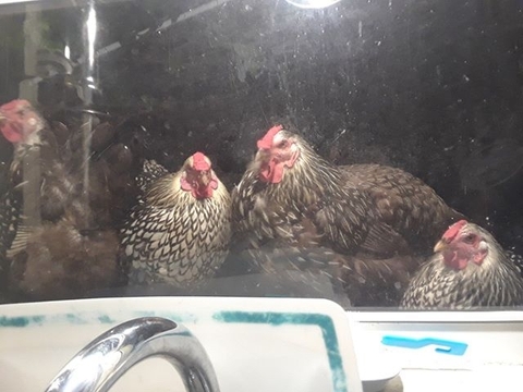 just some chickens