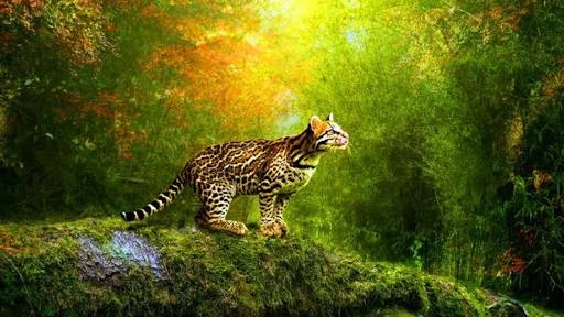 A Cat