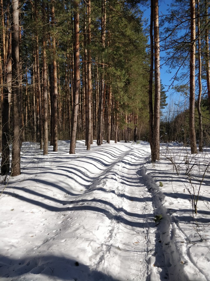 Зимний лес.
