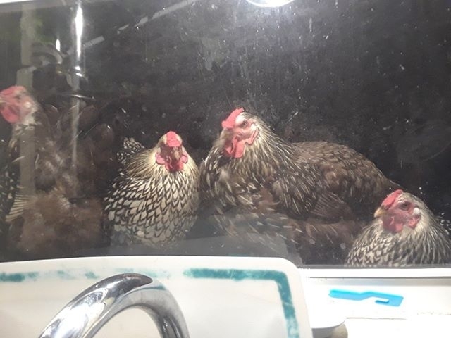 just some chickens
