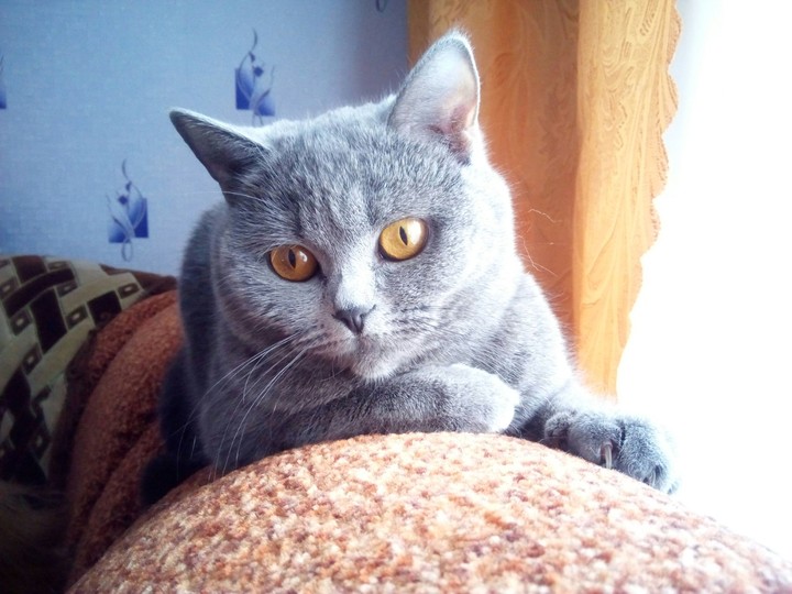 Кошка