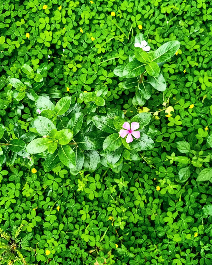 green