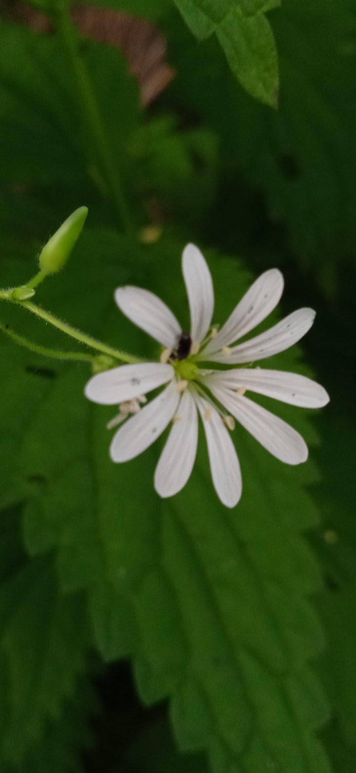 wildflowers