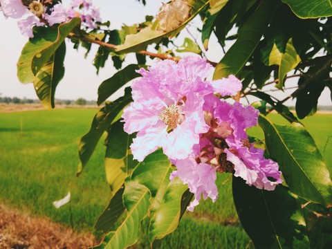 Beauty in the field