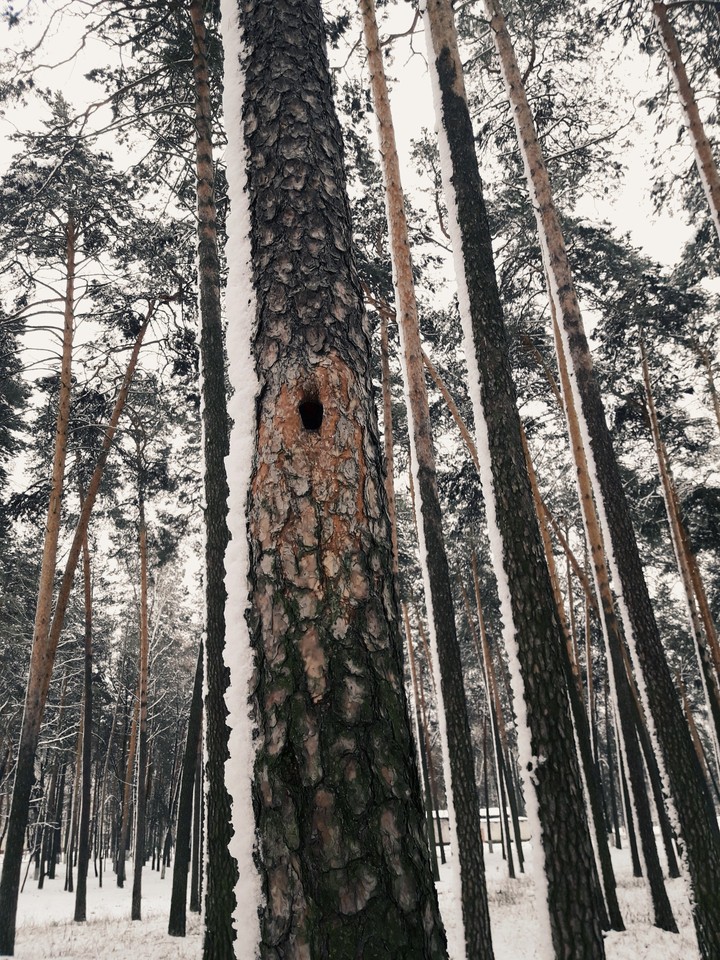 дом дятла