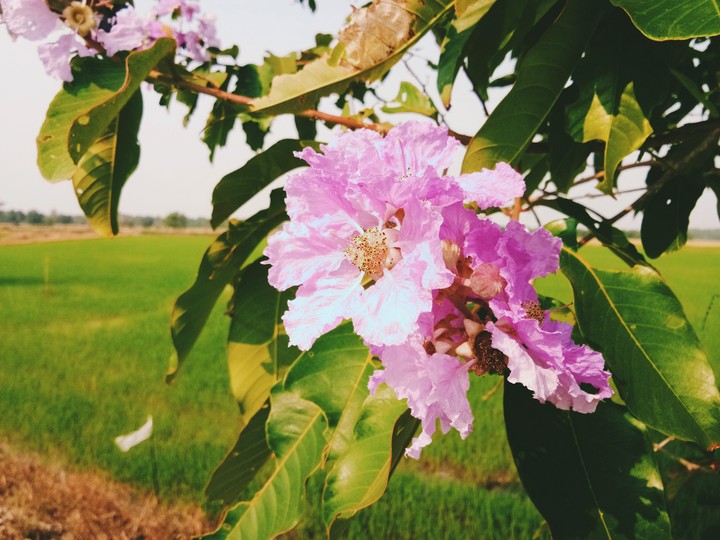 Beauty in the field