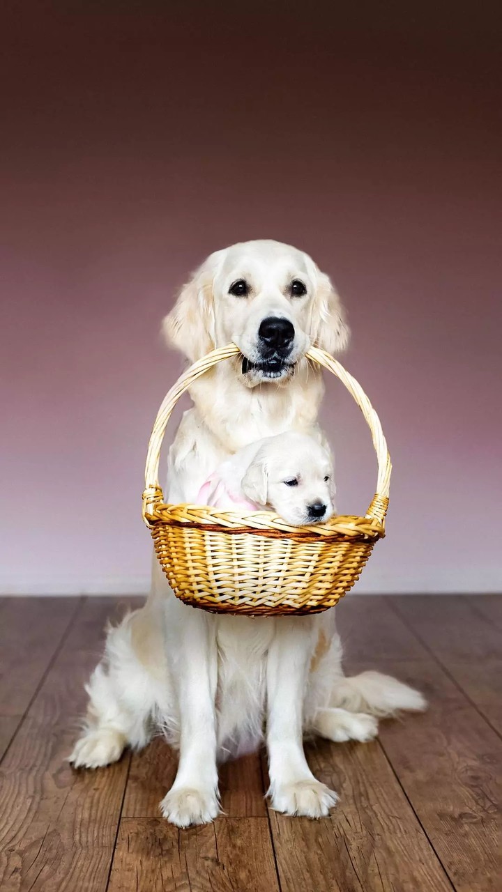dogs