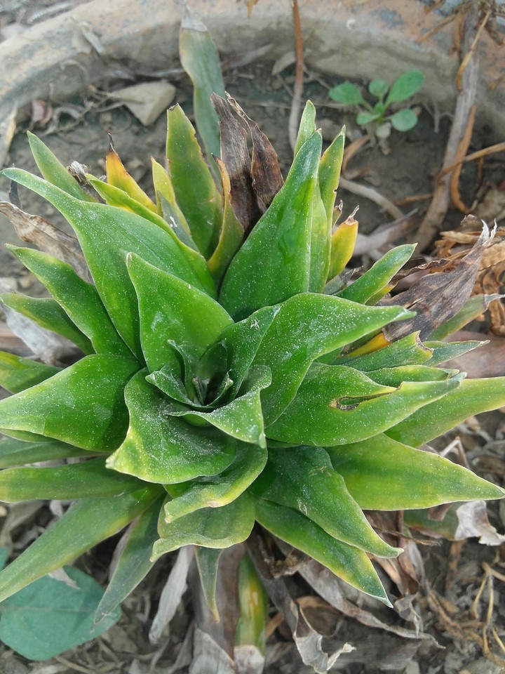 Green Plant