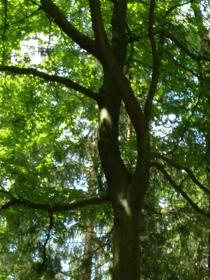 tree
