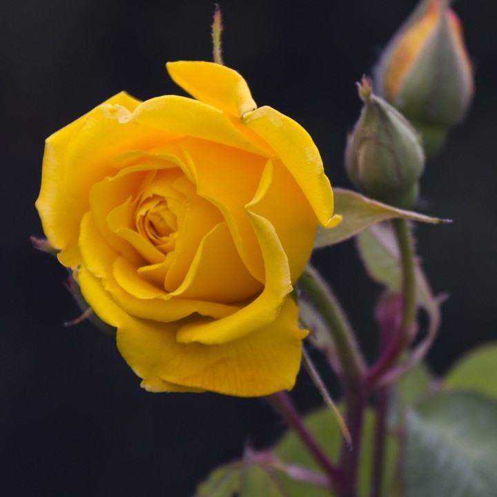 گوڵی زەرد .....yellow rose ...roze
