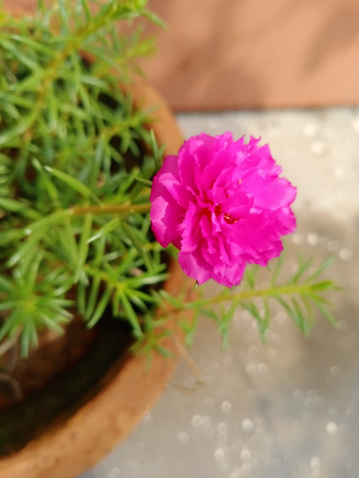 Pink flowers