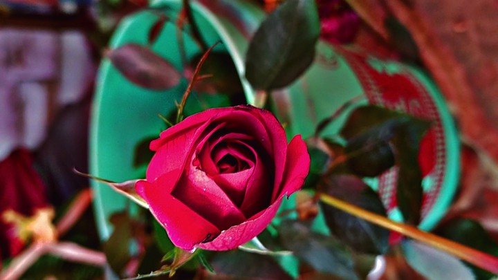 red rose