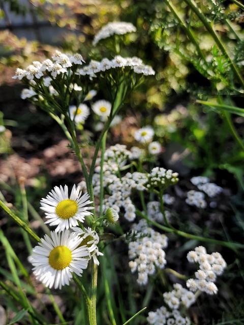 nature
