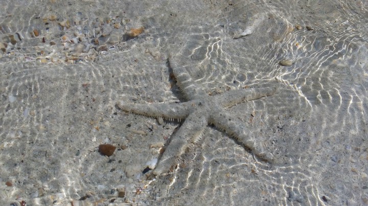 Starfish