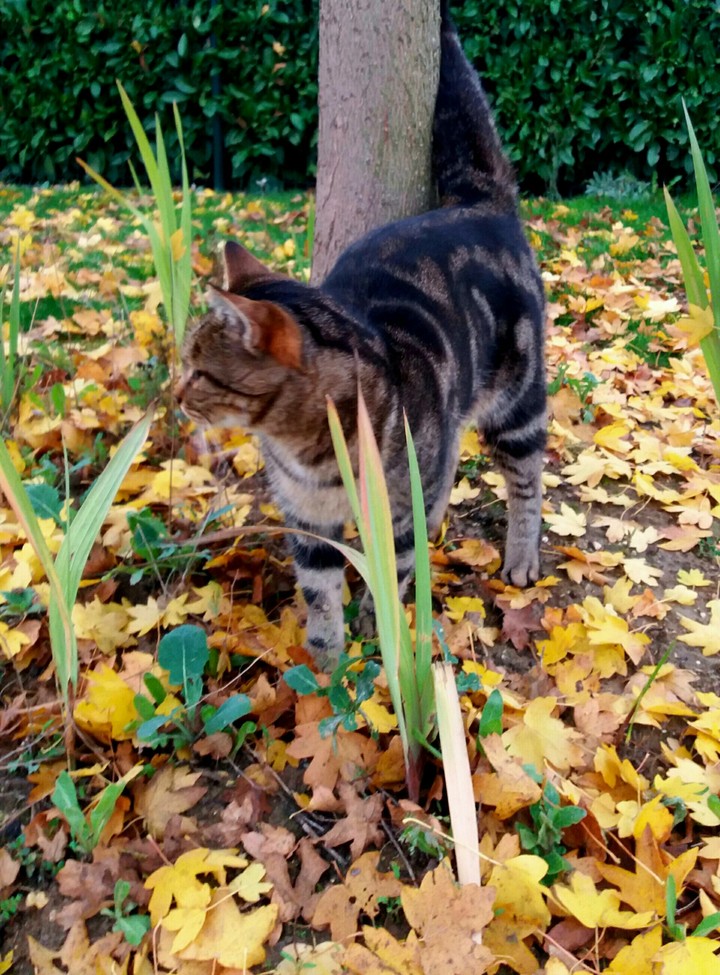 Chat trop mignon