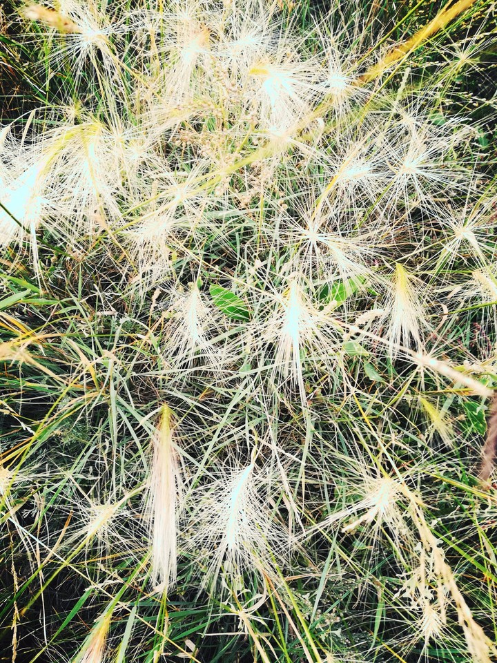 Трава, Grass