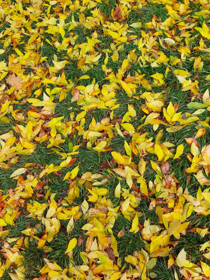 Autumn
