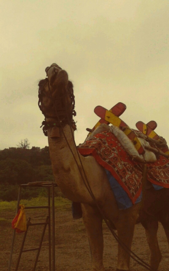 Camel