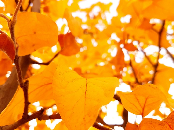 Quince leaves