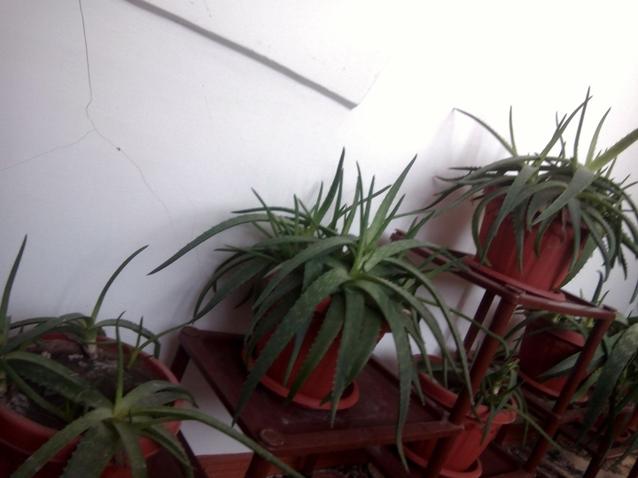 aloe