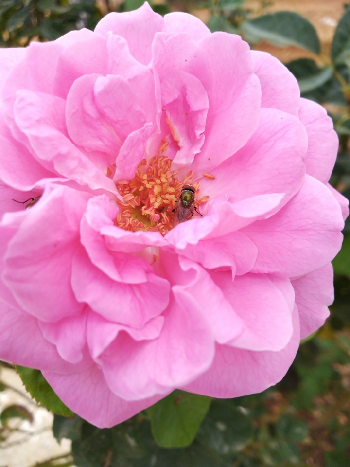 rose flowers
